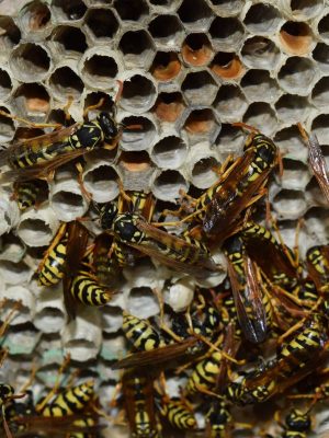 Euregional Kammerjäger - Aachen - Schädlingsbekämpfung - Wespenbekämpfung - Ameisenbekämpfung