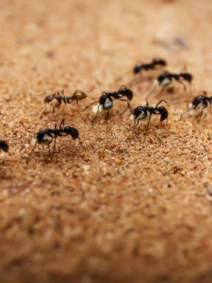 Euregional Kammerjäger - Aachen - Schädlingsbekämpfung - Wespenbekämpfung - Ameisenbekämpfung