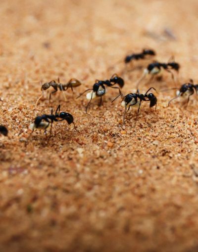 Euregional Kammerjäger - Aachen - Schädlingsbekämpfung - Wespenbekämpfung - Ameisenbekämpfung