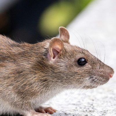 Euregional Kammerjäger - Aachen - Schädlingsbekämpfung - Wespenbekämpfung - Ameisenbekämpfung