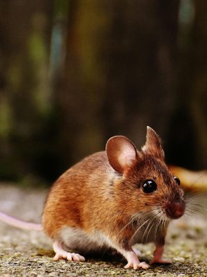 Euregional Kammerjäger - Aachen - Schädlingsbekämpfung - Wespenbekämpfung - Ameisenbekämpfung