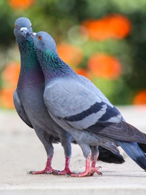 Euregional Kammerjäger - Aachen - Schädlingsbekämpfung - Wespenbekämpfung - Ameisenbekämpfung