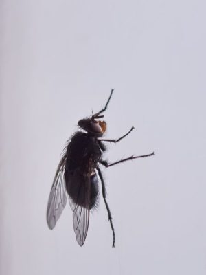 Euregional Kammerjäger - Aachen - Schädlingsbekämpfung - Wespenbekämpfung - Ameisenbekämpfung