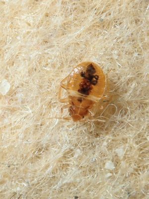 Euregional Kammerjäger - Aachen - Schädlingsbekämpfung - Wespenbekämpfung - Ameisenbekämpfung