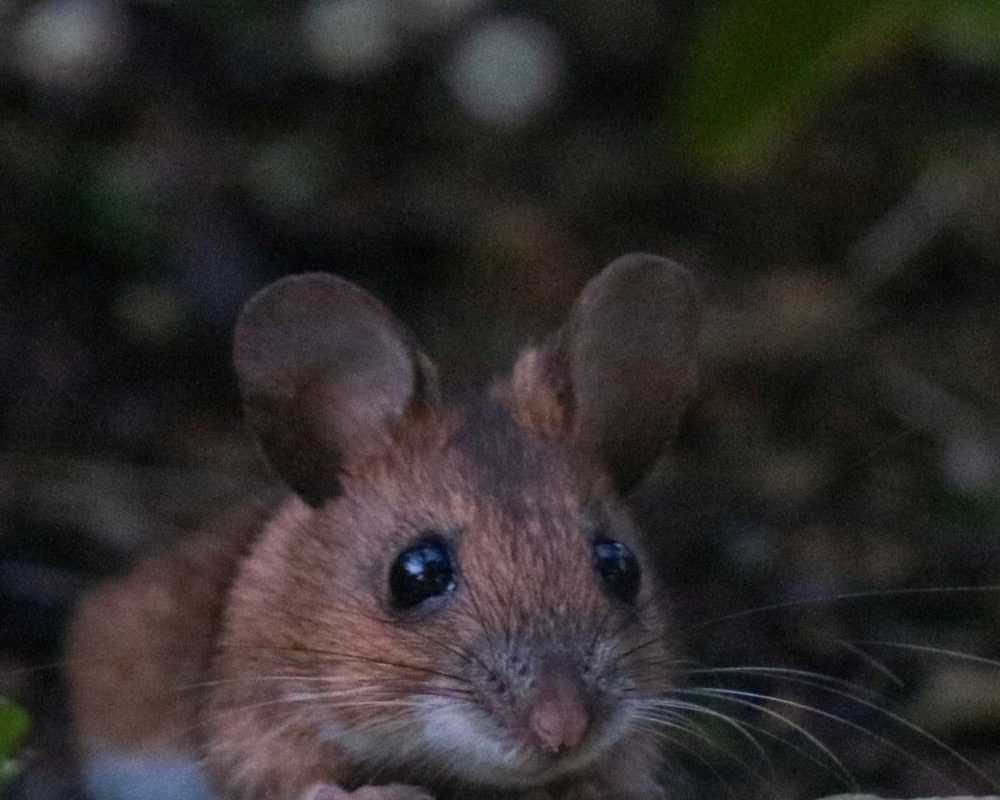Euregional Kammerjäger - Aachen - Schädlingsbekämpfung - Wespenbekämpfung - Ameisenbekämpfung