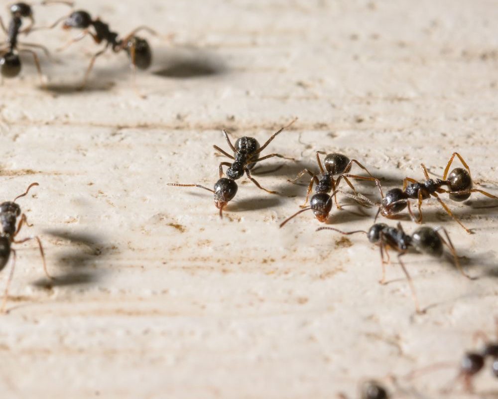 Euregional Kammerjäger - Aachen - Schädlingsbekämpfung - Wespenbekämpfung - Ameisenbekämpfung