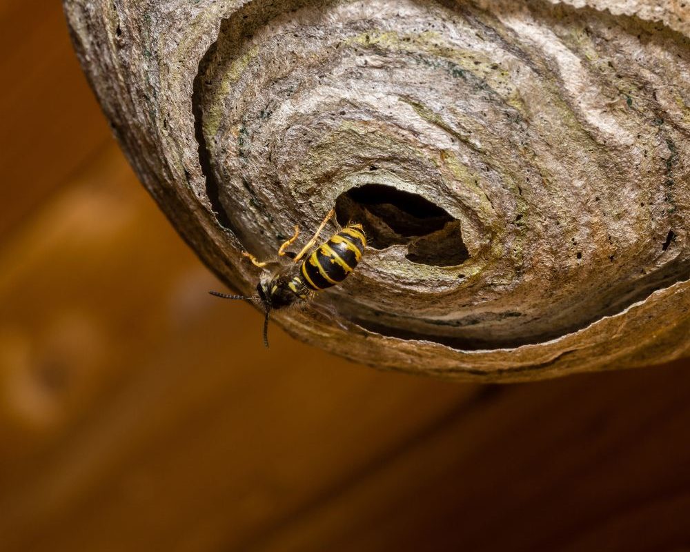 Euregional Kammerjäger - Aachen - Schädlingsbekämpfung - Wespenbekämpfung - Ameisenbekämpfung