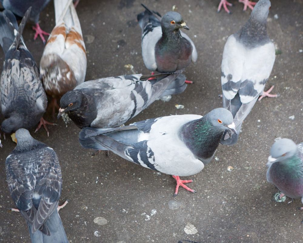 Euregional Kammerjäger - Aachen - Schädlingsbekämpfung - Wespenbekämpfung - Ameisenbekämpfung