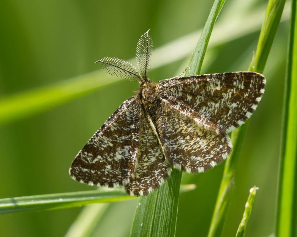 Euregional Kammerjäger - Aachen - Schädlingsbekämpfung - Wespenbekämpfung - Ameisenbekämpfung