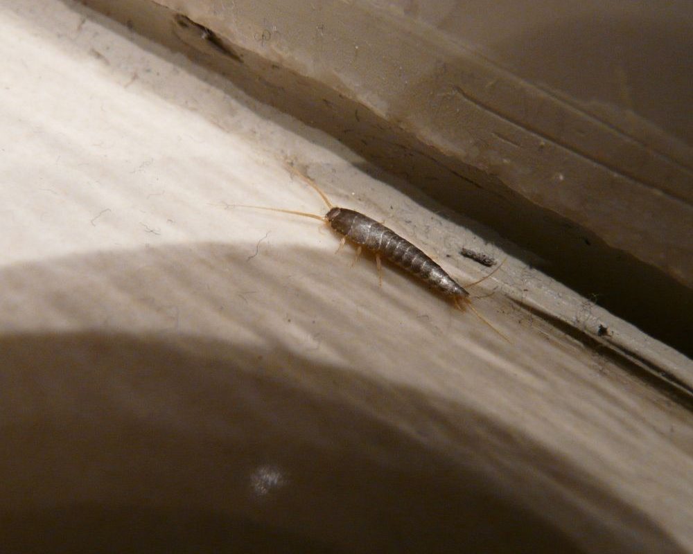 Euregional Kammerjäger - Aachen - Schädlingsbekämpfung - Wespenbekämpfung - Ameisenbekämpfung