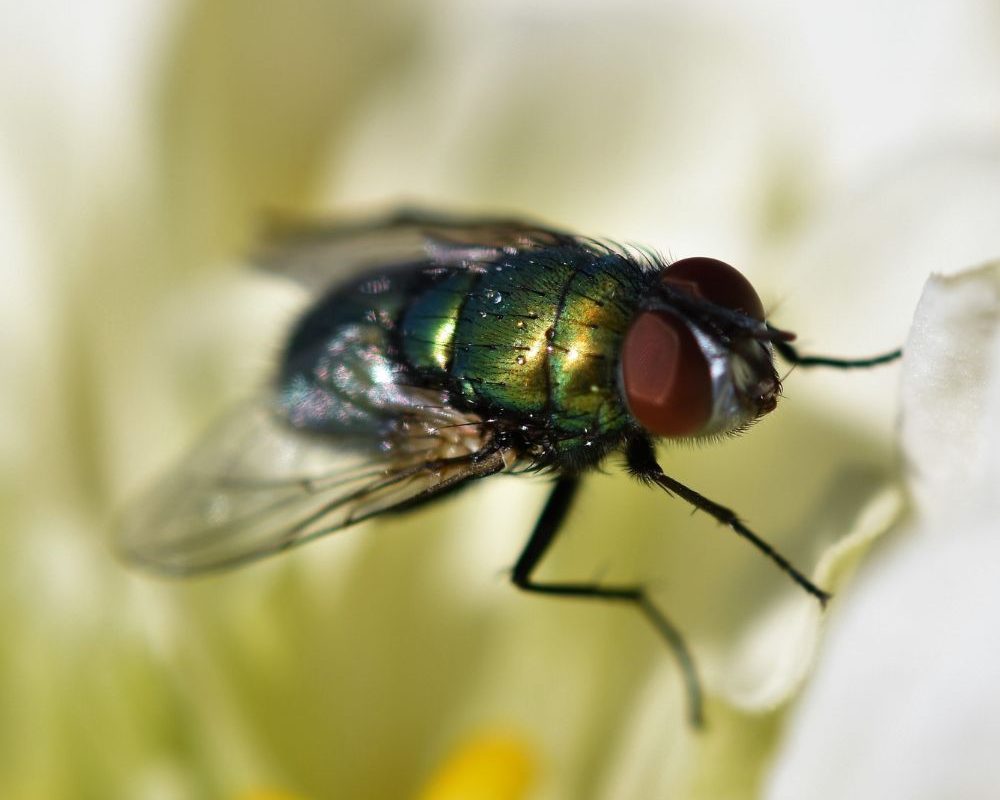 Euregional Kammerjäger - Aachen - Schädlingsbekämpfung - Wespenbekämpfung - Ameisenbekämpfung
